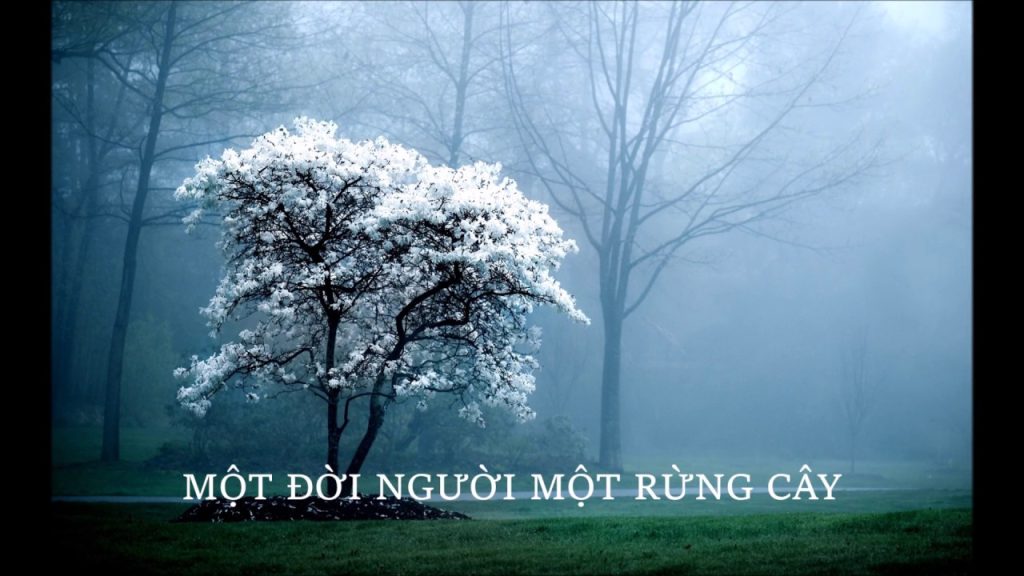 mot-doi-nguoi-mot-rung-cay