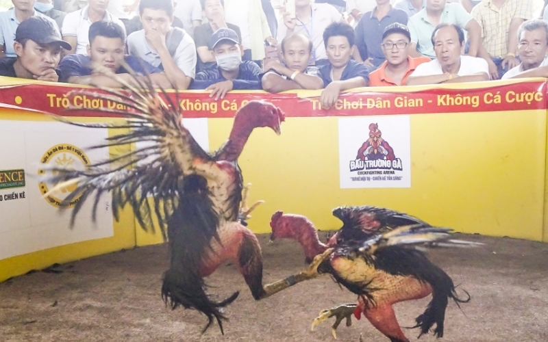 Bình Định vùng đất võ và dòng gà chọi Tây Sơn vang danh